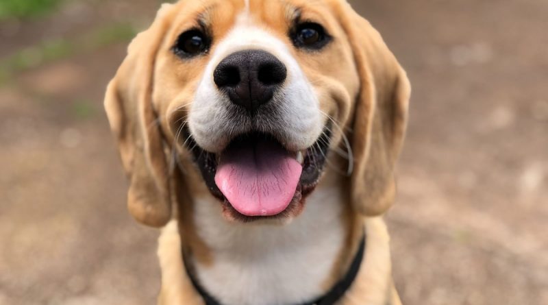 3 tips til at finde det perfekte navn til din hund