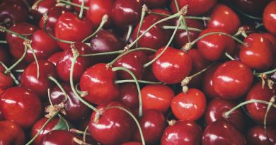 Sødme og saftighed – kirsebærrenes forførende eventyr